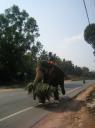 Temple elephant walkinging on kerala highway snap - 1
