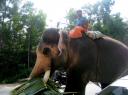Temple elephant walk on kerala highway snap - 2