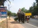 Temple elephant walking on kerala highway snap - 3