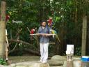 Colour parrots at Singapore Zoo
